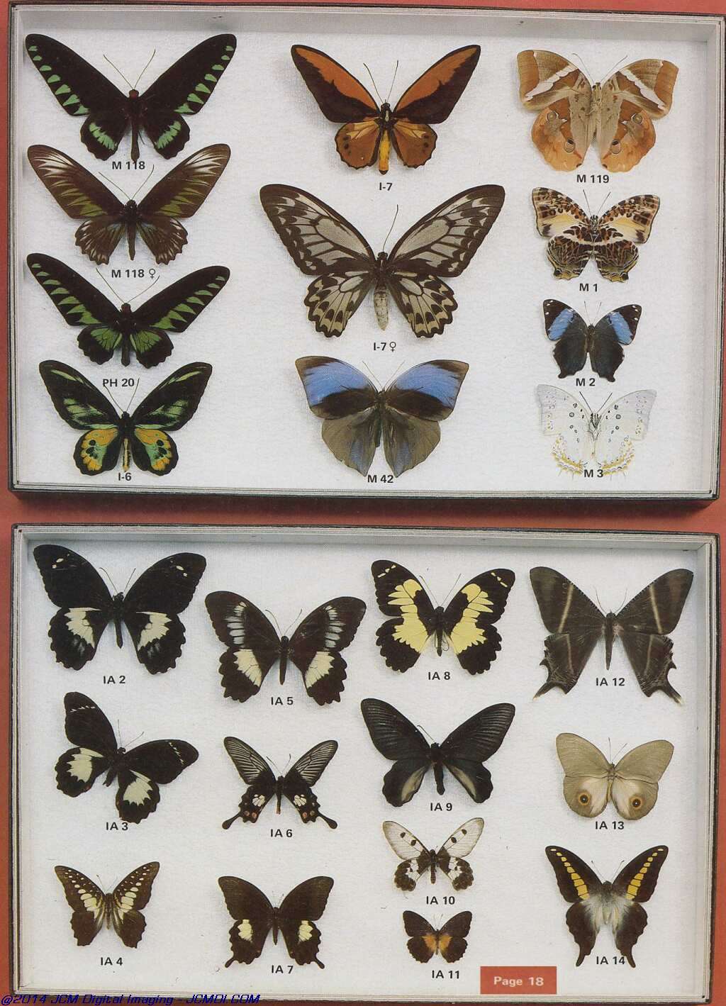 The Butterfly Company (NY) 20 page catalog 1978